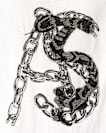 Scale Cropped Graphic T-Shirt